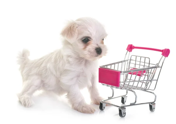 Cachorro Maltês Cão Carrinho Estúdio — Fotografia de Stock