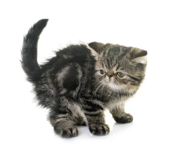 Kitten Exotic Shorthair Front White Background — Stock Photo, Image