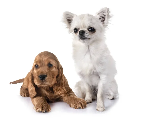 Welpen Cockerspaniel Und Chihuahua Vor Weißem Hintergrund — Stockfoto