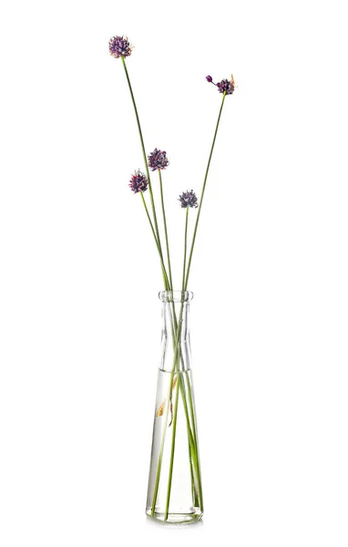 Allium ursinum in test tube in front of white background — Stock Image Allium Ursinum Test Tube Front White Background Stock Picture