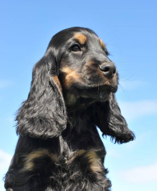 yavru cocker spaniel siyah ve tabaklamak Başkanı