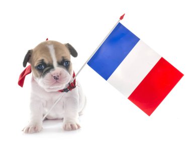 Beyaz arka planda köpek yavrusu Fransız bulldog 'u