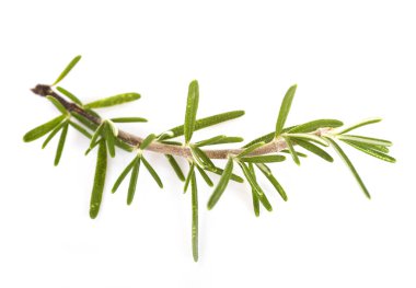 biberiye bitki beyaz arka plan önünde