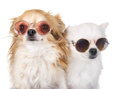 Beyaz arka planda küçük köpekler