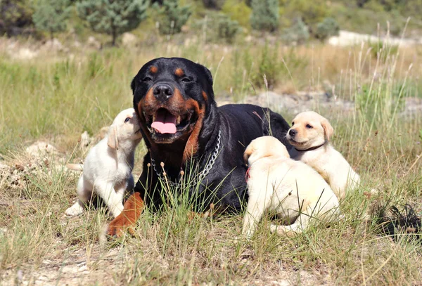 Rottweiler Puro Deitado Campo Filhotes Bonitos Labrador Retriever — Fotografia de Stock
