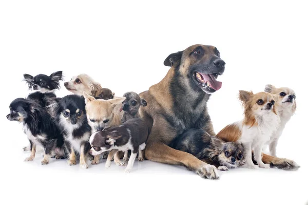 Belgischer Schäferhund Und Chihuahuas Vor Weißem Hintergrund — Stockfoto