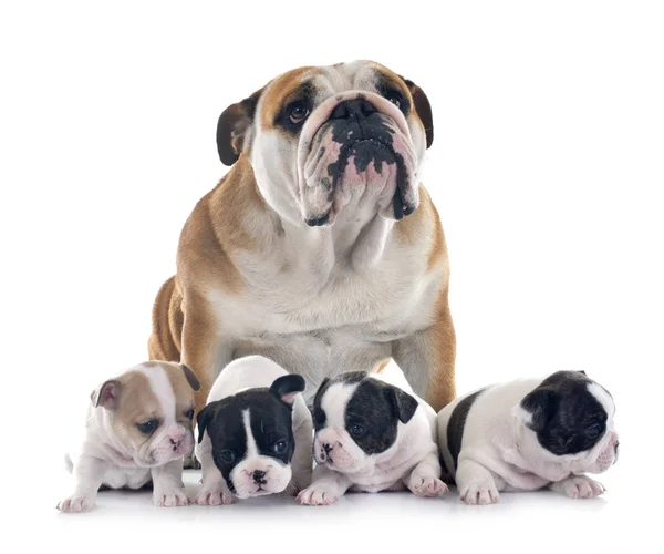 Cucciolo Bulldog Francese Bulldog Inglese Davanti Sfondo Bianco — Foto Stock