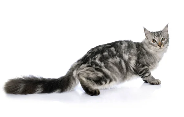 Maine Coon Cat Frente Fundo Branco — Fotografia de Stock