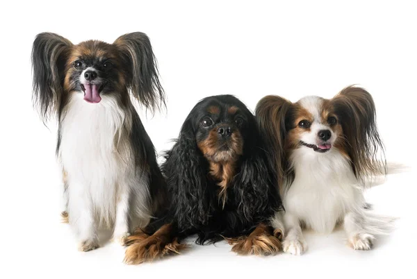 Cães Pequenos Frente Fundo Branco — Fotografia de Stock