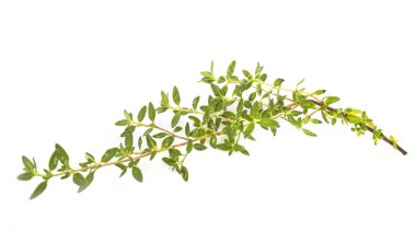 Beyaz arka plan önünde thympe bitki