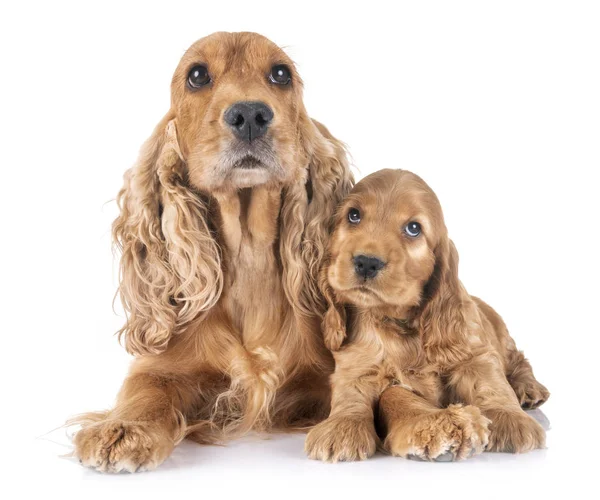 Filhote Cachorro Cocker Spaniel Mãe Frente Fundo Branco — Fotografia de Stock