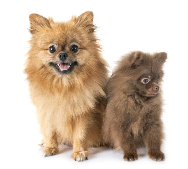 Köpek Yavrusu Pomeranian Beyaz Arka Plan Önünde Anne — Stok fotoğraf