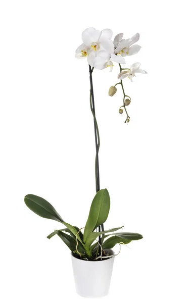 Mal Orkidéer Framför Vit Bakgrund — Stockfoto