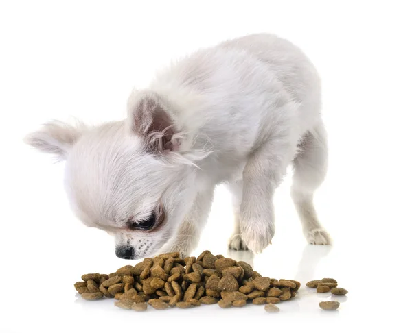 Cachorro Chihuahua Comer Frente Fundo Branco — Fotografia de Stock