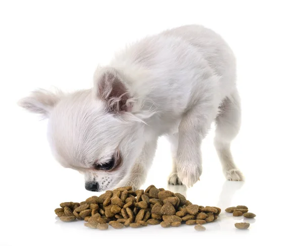 Puppy Chihuahua Eating Front White Background Stock Image