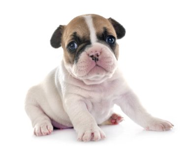 Beyaz arka planda köpek yavrusu Fransız bulldog 'u