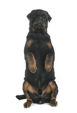 Beyaz arkaplan önünde safkan rottweiler