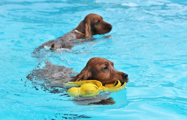 Natação Dois Cocker Spaniel Uma Piscina — Fotografia de Stock