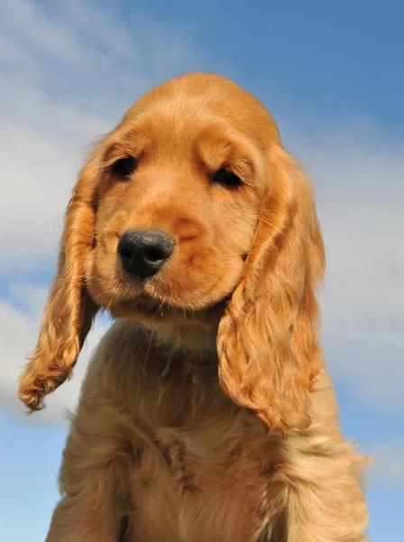 Testa Cucciolo Cocker Spaniel Cielo Blu — Foto Stock