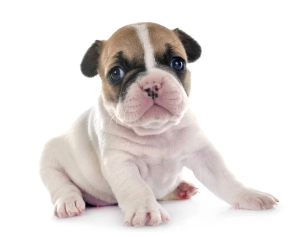 Chiot Français Bulldog Face Fond Blanc — Photo