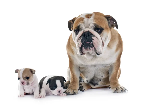 Puppy Franse Bulldog Engels Bulldog Voor Witte Achtergrond — Stockfoto