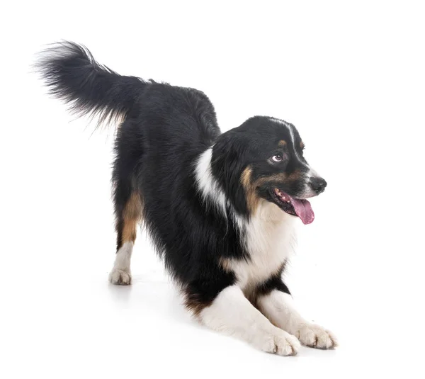 Australian Shepherd Front White Background — Stock Photo, Image