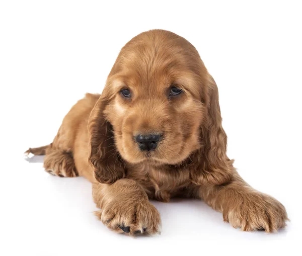 Welpen Cocker Spaniel Vor Weißem Hintergrund — Stockfoto