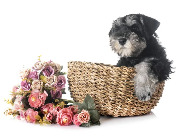 Cachorro Miniatura Schnauzer Frente Fondo Blanco —  Fotos de Stock