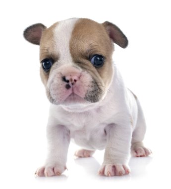 Beyaz arka planda köpek yavrusu Fransız bulldog 'u