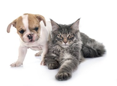 köpek ve kedi beyaz arka plan önünde