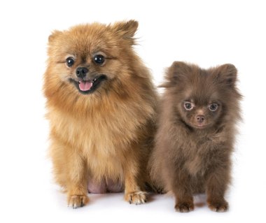 köpek yavrusu pomeranian ve beyaz arka plan önünde anne