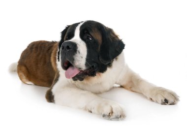 Saint bernard beyaz arka plan önünde