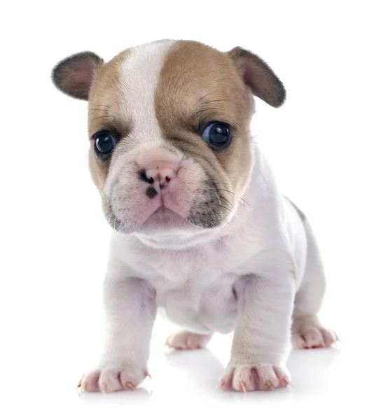 Chiot Français Bulldog Face Fond Blanc — Photo