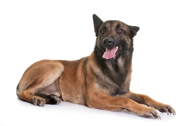 Belgisk Herde Malinois Framför Vit Bakgrund — Stockfoto