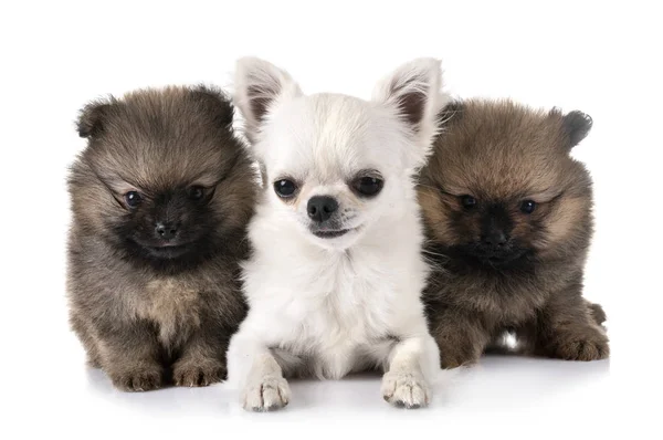 Jong Pomeranian Chihuahua Voorkant Van Witte Achtergrond — Stockfoto