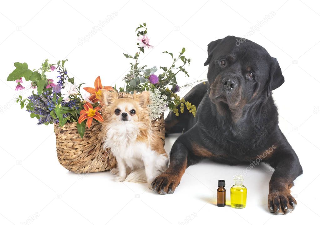 dogs and flowers in front of white background