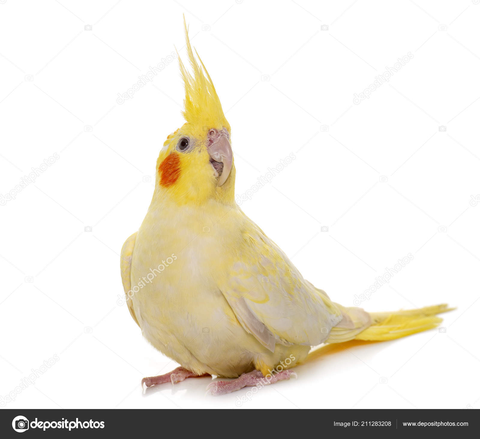 Adult Cockatiel Front White Background Stock Photo C Cynoclub 211283208,Italian Beans And Greens