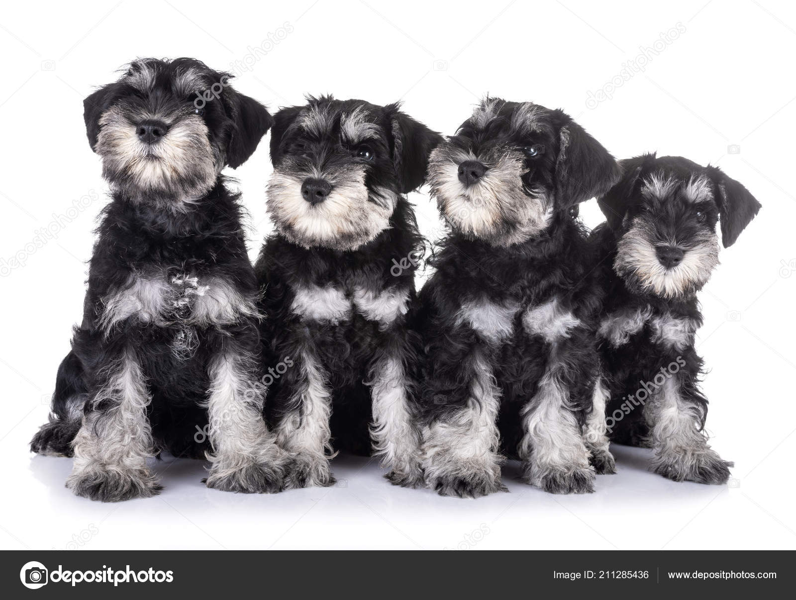 Puppies Miniature Schnauzer Front White Background Stock Photo by