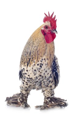 Ufak tefek beyaz arka plan önünde çizme