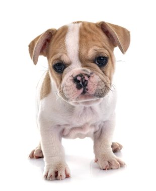 Beyaz arka planda köpek yavrusu Fransız bulldog 'u