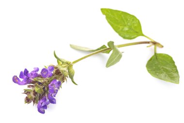 Beyaz arka plan önünde Stachys officinalis