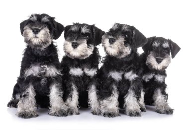 Beyaz arkaplan önünde köpek yavruları minyatür schnauzer