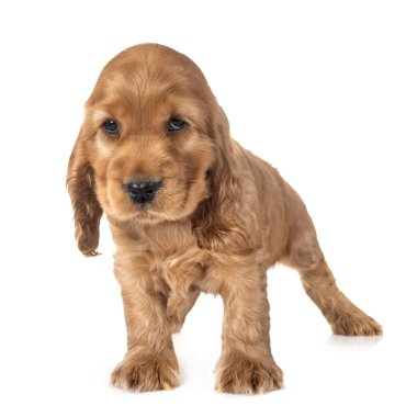 Beyaz arkaplan önünde köpek cocker spaniel