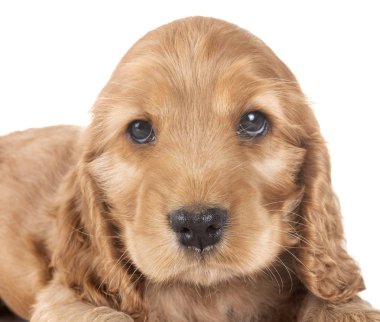 Beyaz arkaplan önünde köpek cocker spaniel