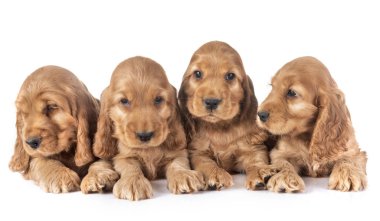 Yavru köpek cocker spanyel beyaz arkaplan önünde