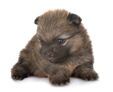 köpek yavrusu pomeranian beyaz arka plan önünde