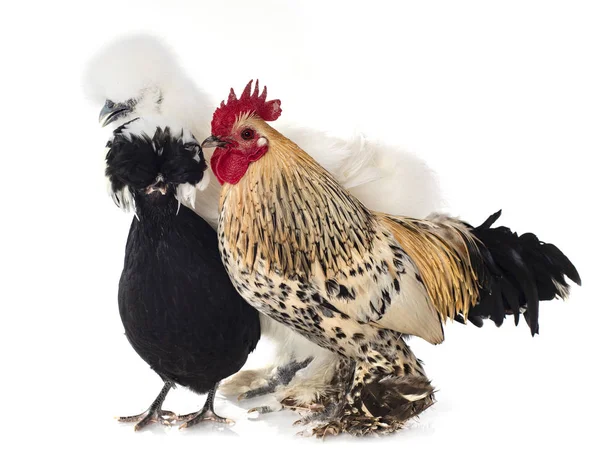 Three Chicken Front White Background — Stock Photo, Image