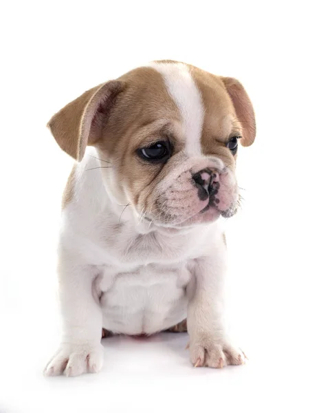 Cachorro Francês Bulldog Frente Fundo Branco — Fotografia de Stock