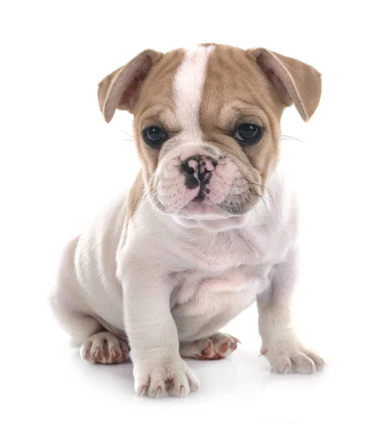 白い背景の前に子犬フレンチブルドッグ — ストック写真