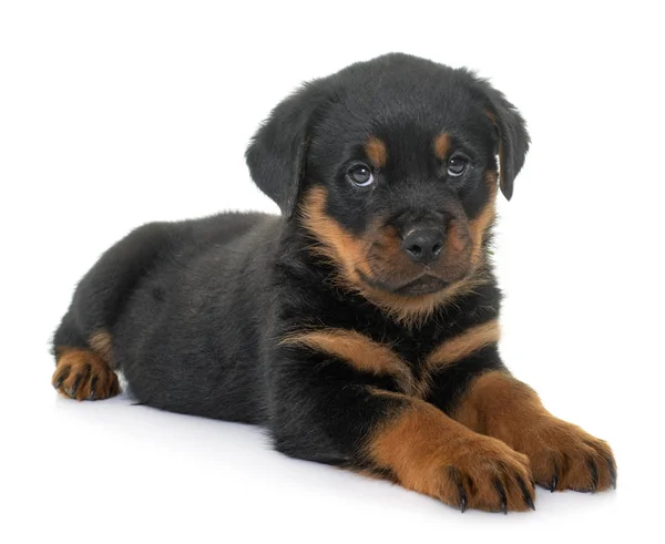 Kiskutya Rottweiler Előtt Fehér Háttér — Stock Fotó